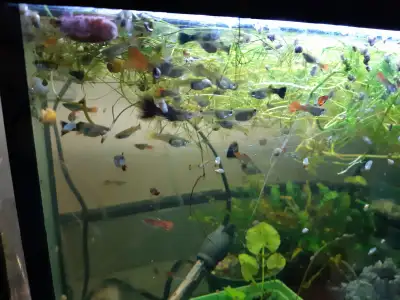 Assorted guppies Mostly red/black colours. Theyre about 1.5-2cm long, not full sized yet. No picking...