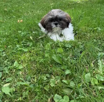 Shih Tzu, View more