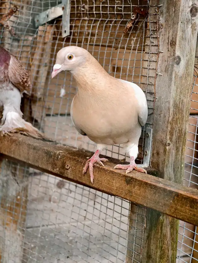 a  pair Archangel pigeons in Birds for Rehoming in Delta/Surrey/Langley - Image 3