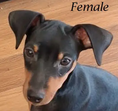 Mini Pinscher Puppy – “King of Toys”, View more