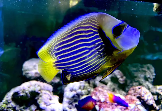 Aquariums and Salt fish for sale in Fish for Rehoming in Barrie - Image 3
