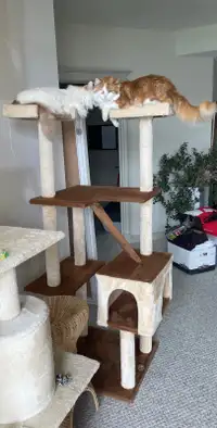 Cat condo tower from Go Pet Club