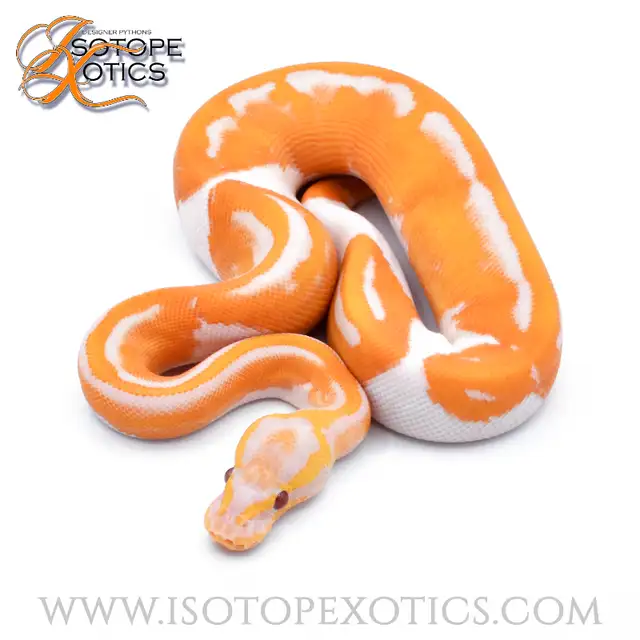 Ball Pythons 50% off EVERYTHING!!! in Reptiles & Amphibians for Rehoming in Burnaby/New Westminster - Image 8