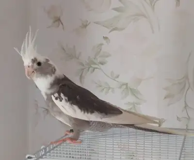 Male white pied Cockatiel for sale, View more