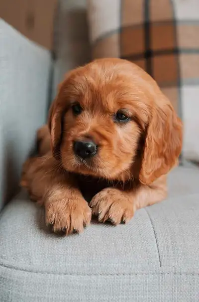 Golden Cavaliers (Mini Golden Retriever), View more