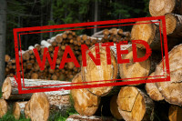 Want to Purchase Cedar, Ash and Hemlock Logs for Sawmill