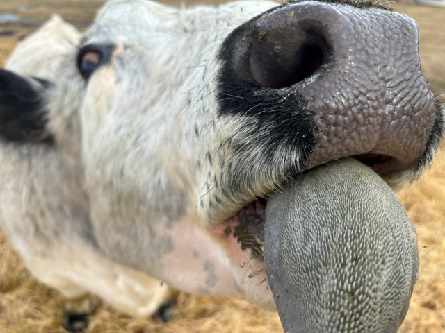 Registered speckle park bull in Livestock in St. Albert - Image 3