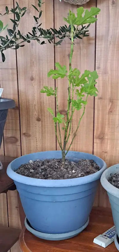 Fig Trees – Turkish Black & Italian Varieties, View more