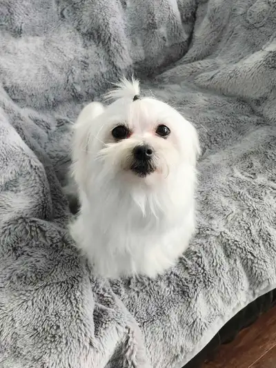 We are expecting a litter of beautiful Pure Maltese puppies! These tiny little babies will be 3-6lbs...