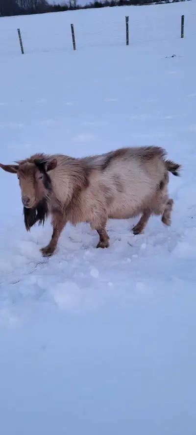 Stud goat, View more