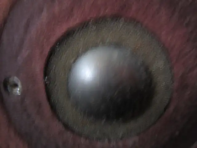 speakers for sale64966063353473124