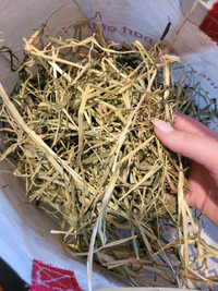 Timothy Grass Hay for Small Pets 