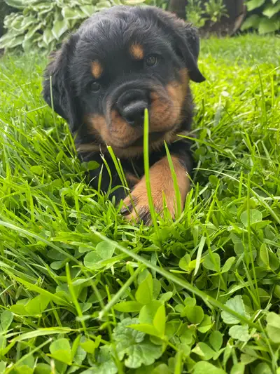 Nous avons 5 magnifiques chiots rottweiler nées le 27 avril. Nous avons 3 mâles et 2 femelles. Ils s...