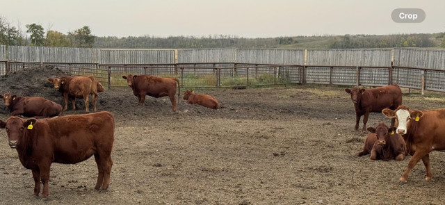 BRED HEIFERS in Livestock in Red Deer - Image 2