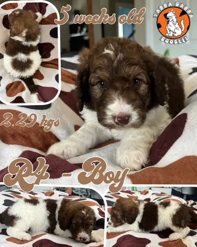 YabbaDabbaDoodles and our Gaurdian home are pleased to announce our litter of F1B Bernedoodles. F1B...