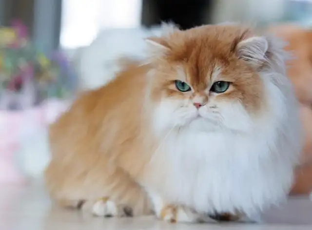 Registered British Longhair Kittens – Premium Quality – Vancouve in Cats & Kittens for Rehoming in North Shore - Image 3