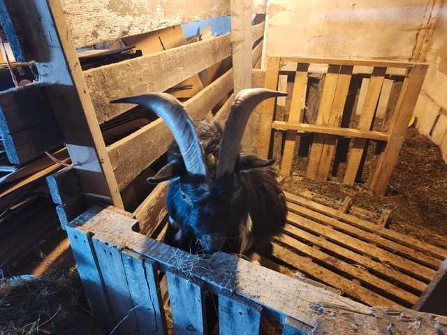 Nigerian Buck in Livestock in Moncton
