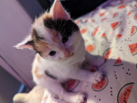 Calico Manx Kitten