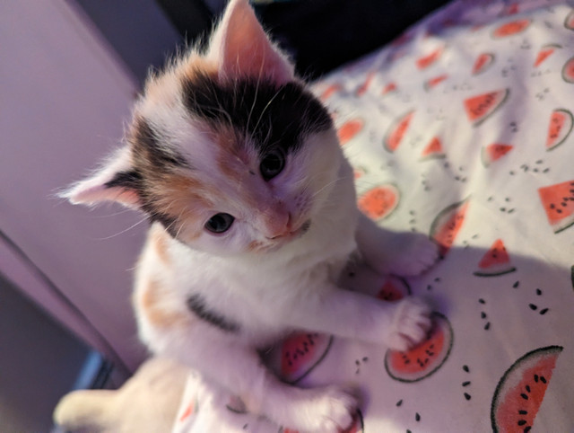 Calico Manx Kitten in Cats & Kittens for Rehoming in 100 Mile House