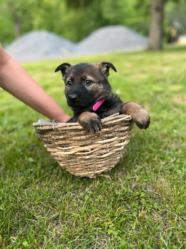 Purebred German Shepherd Puppies in Dogs & Puppies for Rehoming in Ottawa - Image 3