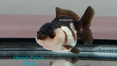 Oranda Panda and Tricolor Goldfish, View more
