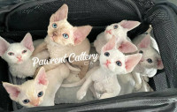 Devon Rex Kittens for homing