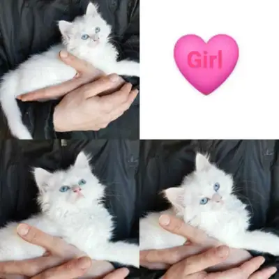 Mom is ragdoll (white), dad is ragdoll/maincoon mix (black). They have very laid back temperaments (...