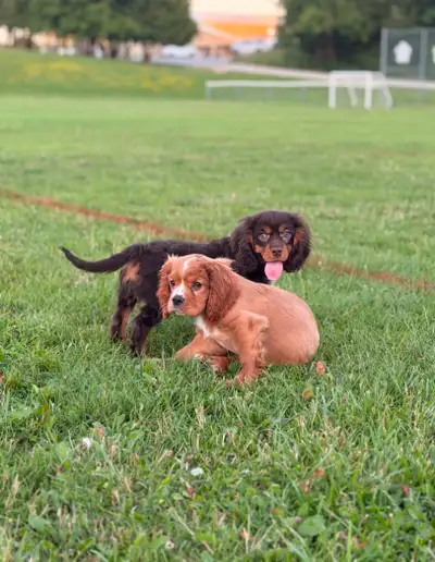 Gorgeous Cockalier puppies, View more