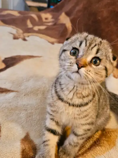 Chatons scottish, View more
