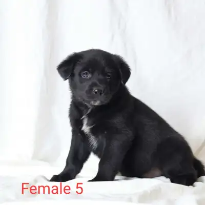 German Shepherd cross puppies, View more