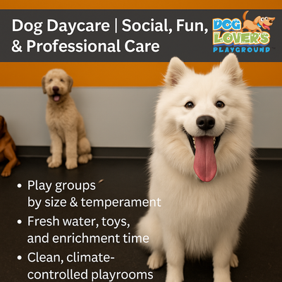 Dog Lovers Playground™ – Indoor Dog Play, Daycare & Lure Course!, View more