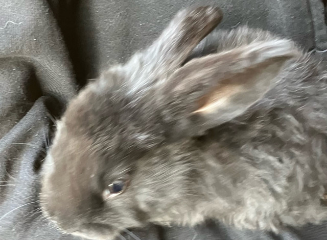 Baby Bunnies  in Small Animals for Rehoming in Calgary - Image 2