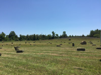 Looking for someone to cut hay