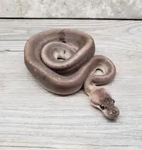 Selling Ball Python Collection! Yearlings, Juveniles & Adults!