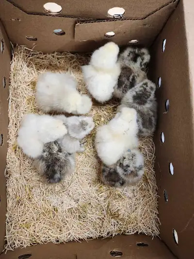 I have 9 silkies for sale asking $12 each they are day olds in ruthven