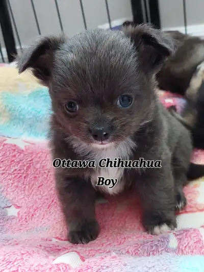 4 Purebred Chihuahua Puppies! (Ready Dec 19), View more