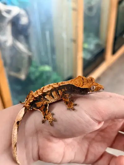 bébé gecko a crête/ crested gecko, View more