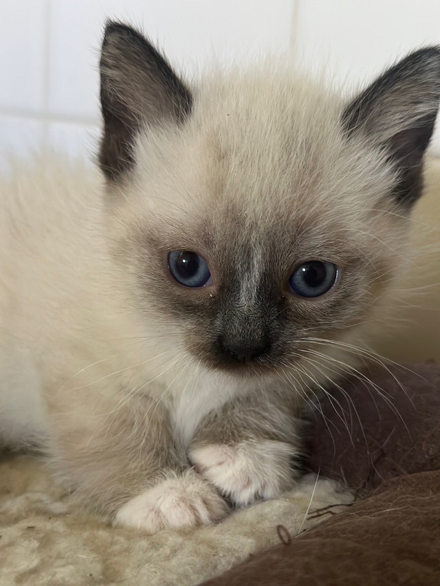 Siamese Munchkin Kittens Cats & Kittens for Rehoming Calgary Kijiji