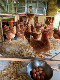 Laying Hens, Chicken For Sale (20 weeks old)