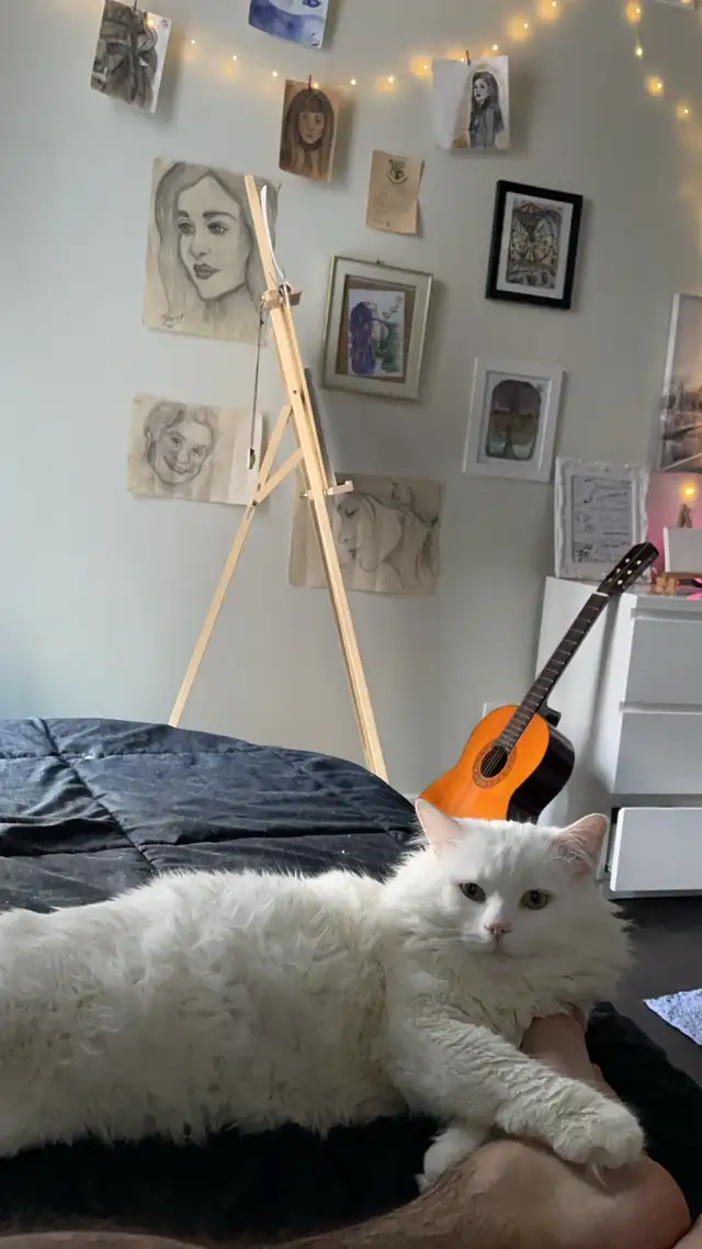 turkish Angura cat in Cats & Kittens for Rehoming in City of Montréal - Image 3