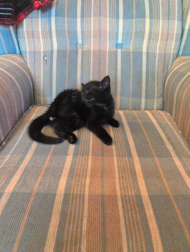 10 week old black ragdoll kitten for sale. in Cats & Kittens for Rehoming in Fredericton