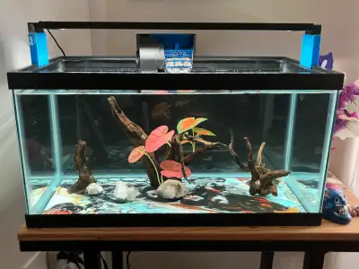 15 Gallon loaded aquarium , View more