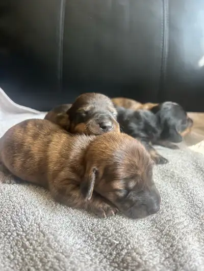 Beautiful mini dachshund puppies, View more