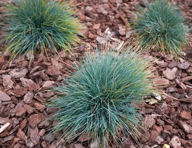 Blue Fescue Ornamental grass . Perennial. 30 seeds in Plants, Fertilizer & Soil in Oshawa / Durham Region - Image 5