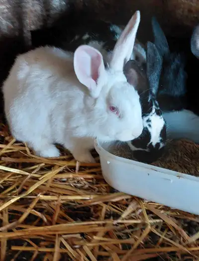 Flemish giant Dob Nov 27,2024 .Ready for spring breeding. 6 does and 6 bucks .