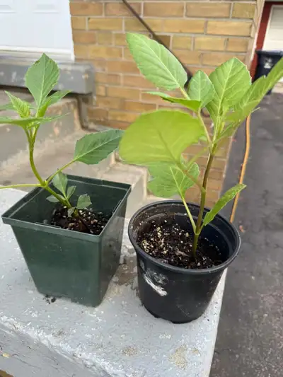 Two healthy, potted dahlia seedlings, View more
