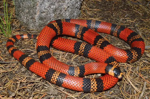 BEAUTIFUL HONDURAN MILK SNAKE $200 in Reptiles & Amphibians for Rehoming in North Bay - Image 3