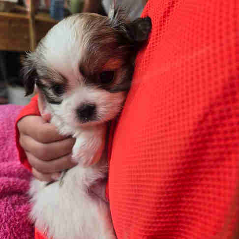 Puppies for adoption! Japanese Finchows in Dogs & Puppies for Rehoming in Owen Sound