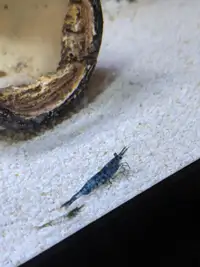 Blue Dream Shrimp