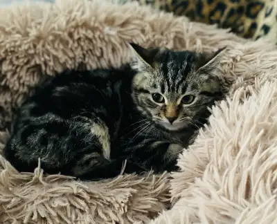 Catsitter/ Small Pet Boarding NW, View more